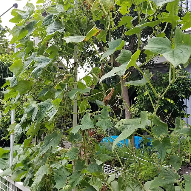 midoriさんの部屋