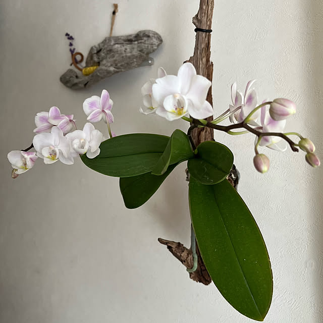 kuuさんの部屋