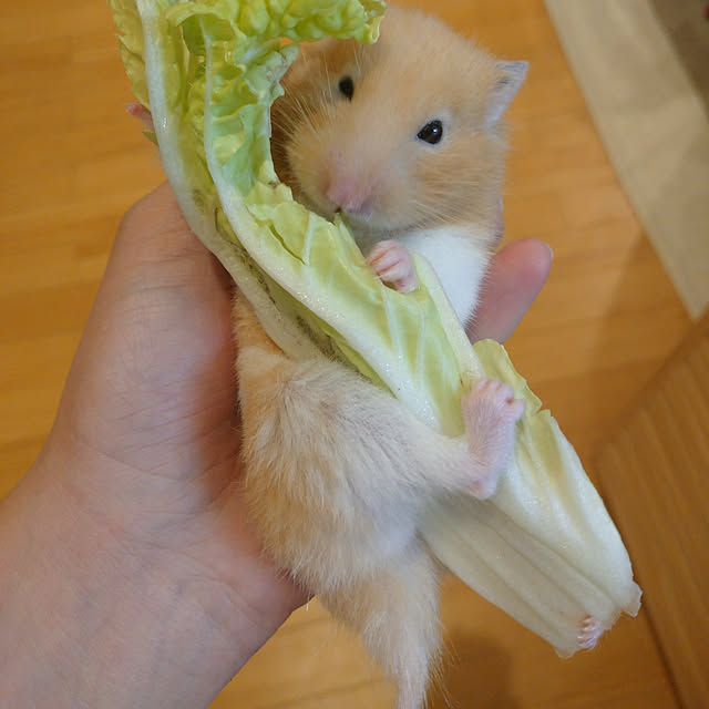 ym3さんの実例写真
