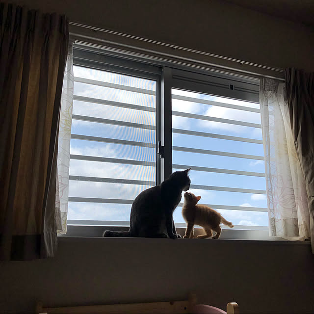 Pisaさんの実例写真