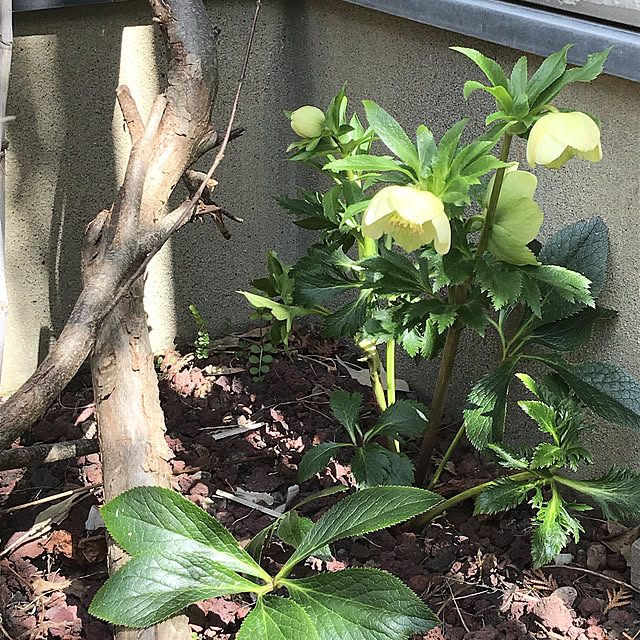 sayuringさんの実例写真