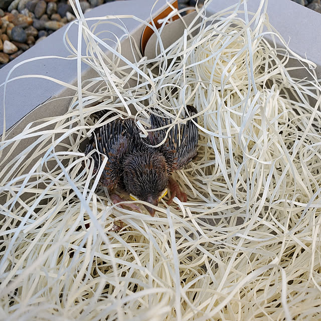 totoroさんの実例写真