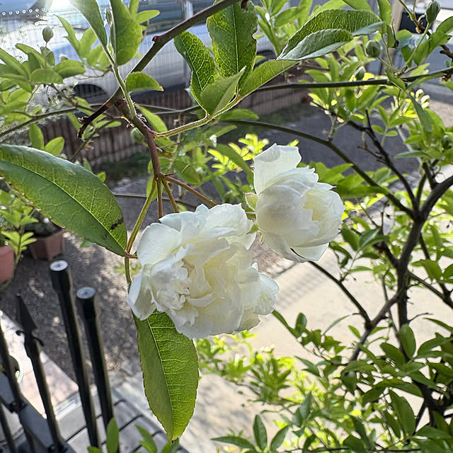 alchoさんの部屋