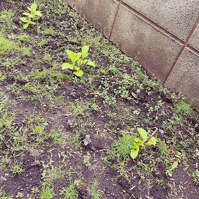 shunasoraさんの部屋