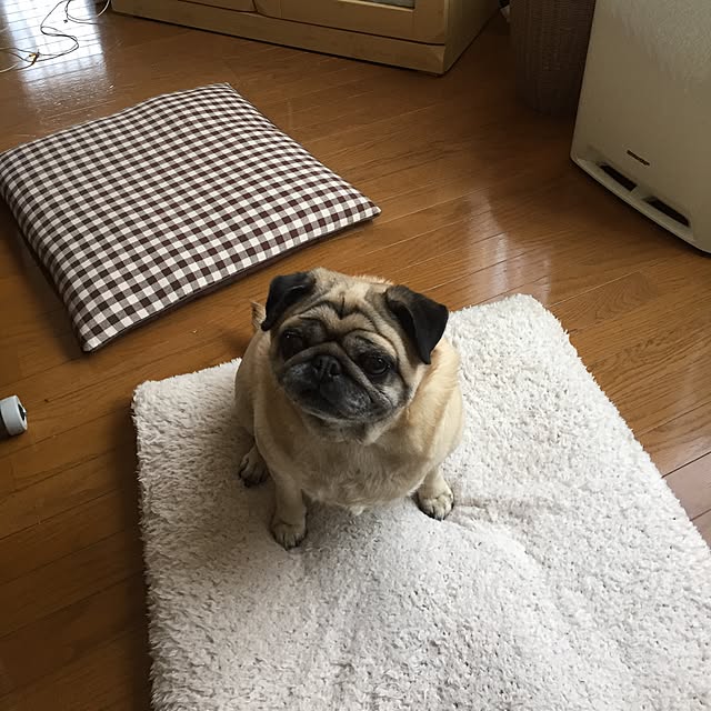 picoさんの実例写真