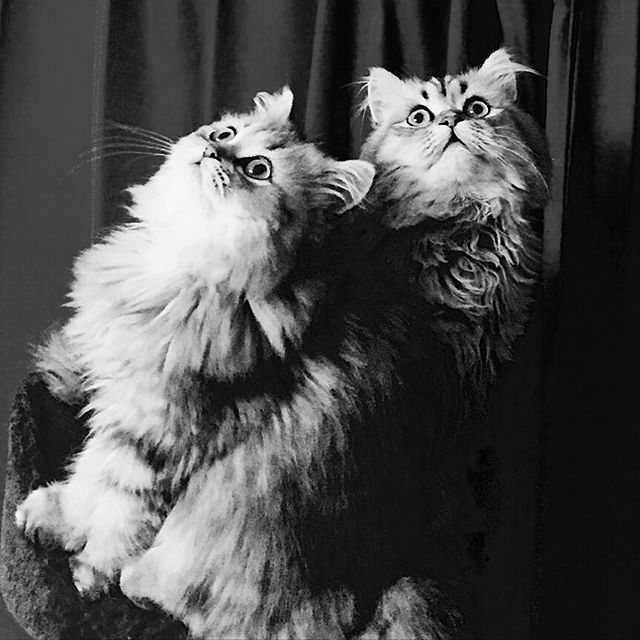 butachanさんの実例写真