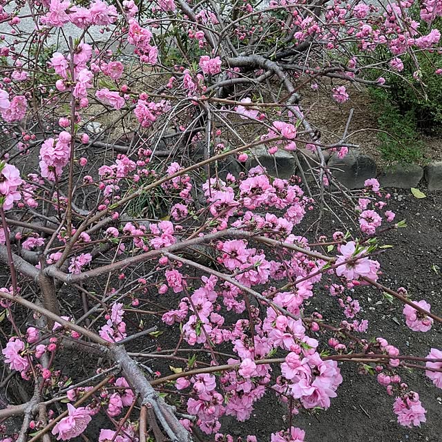 machikomamaさんの部屋