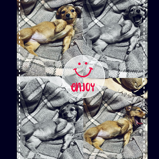 uninekoさんの実例写真