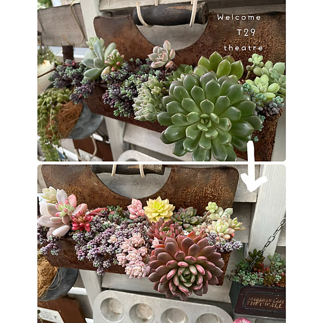 多肉植物寄せ植え ピンクルルビーのおすすめ商品とおしゃれな