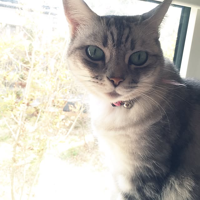 LEMONさんの実例写真
