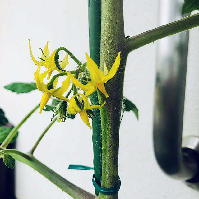 hanachanさんの部屋