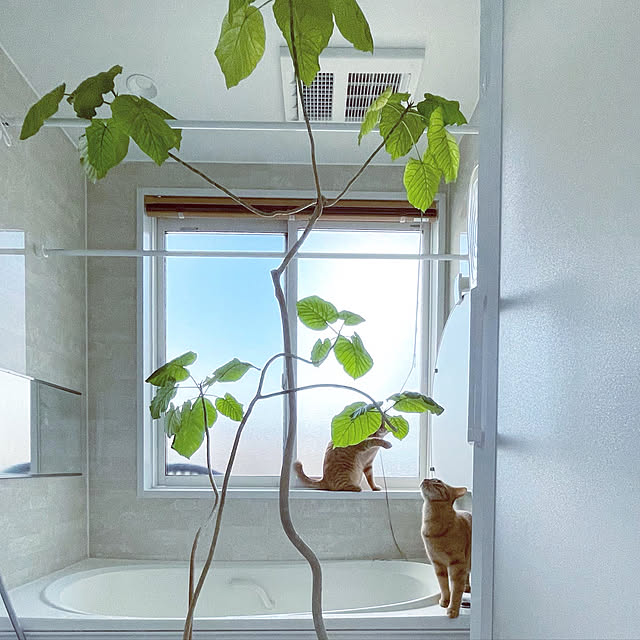 植物のある暮らし/グリーンのある暮らし/ウンベラータ/シンボルツリー/北欧モダン...などのインテリア実例 - 2021-05-11 21:10:49
