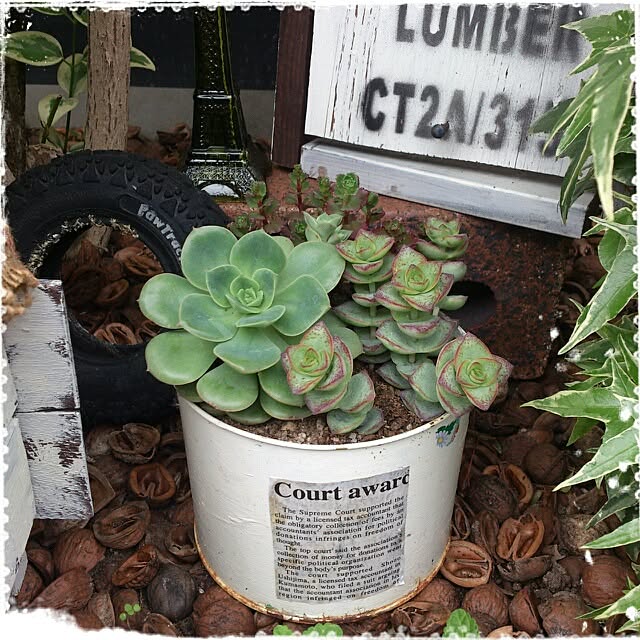 cedarrosemamさんの実例写真