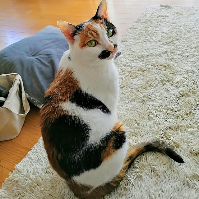 Kinanさんの実例写真