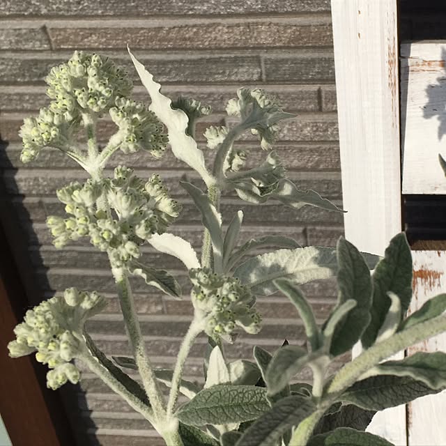nomnom888さんの実例写真