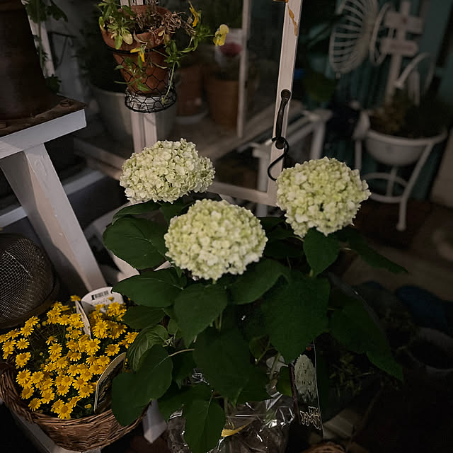 Atsukoさんの部屋
