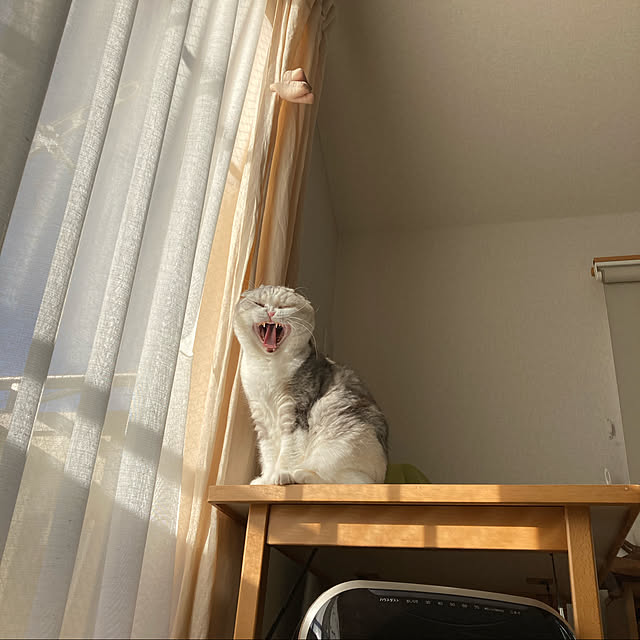 実例写真
