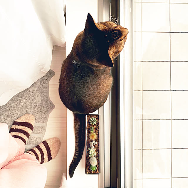 michunekoさんの実例写真