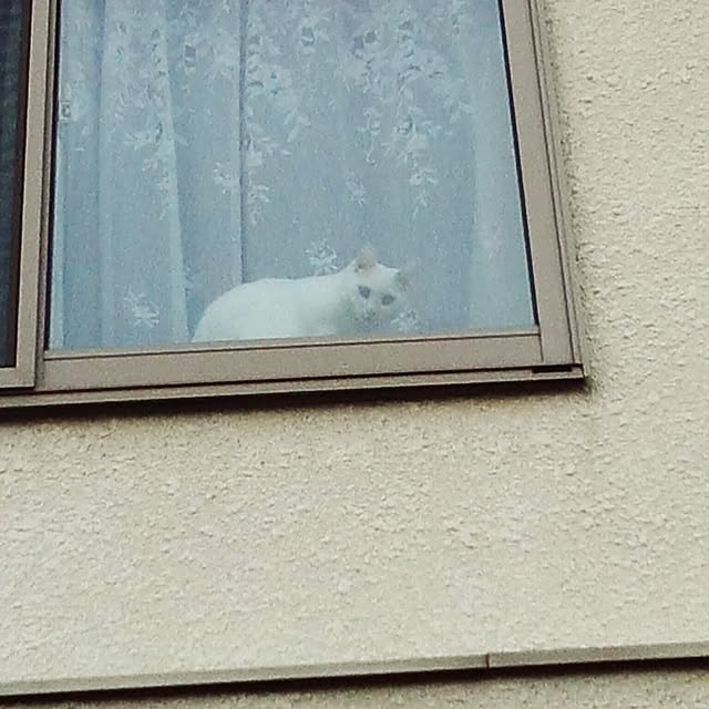 akuakuさんの実例写真