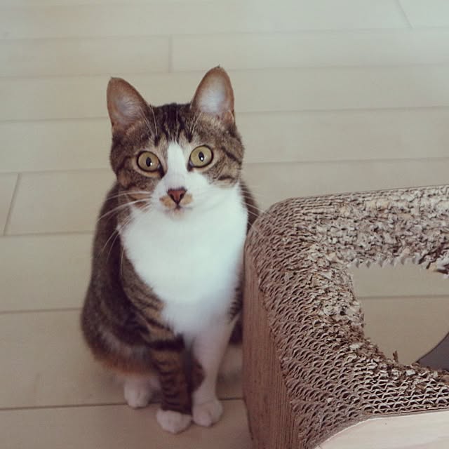hanacocoさんの実例写真