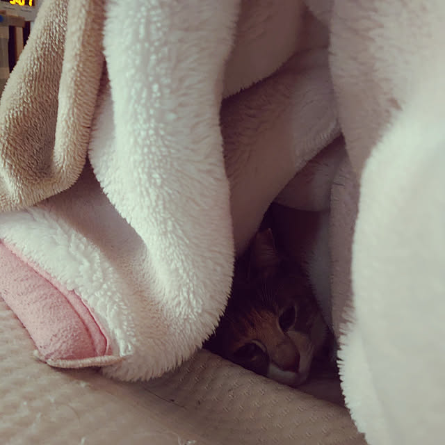 fukuさんの実例写真