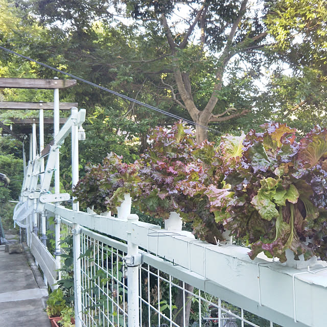 littlejoyさんの実例写真