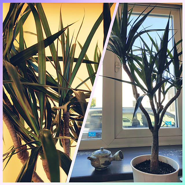 kiraさんの実例写真