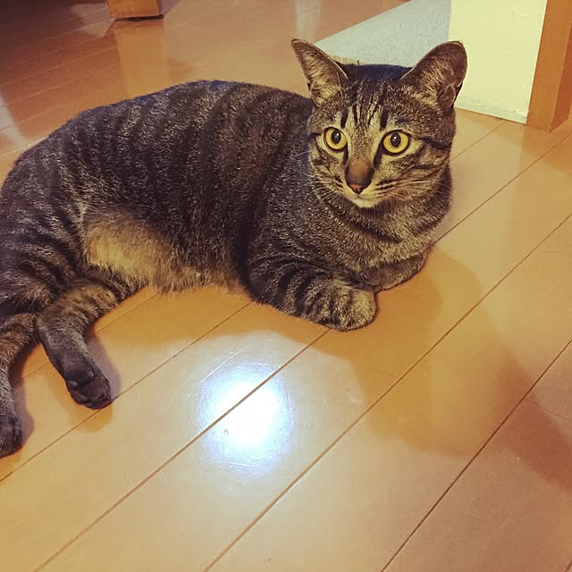 nyan.73さんの実例写真
