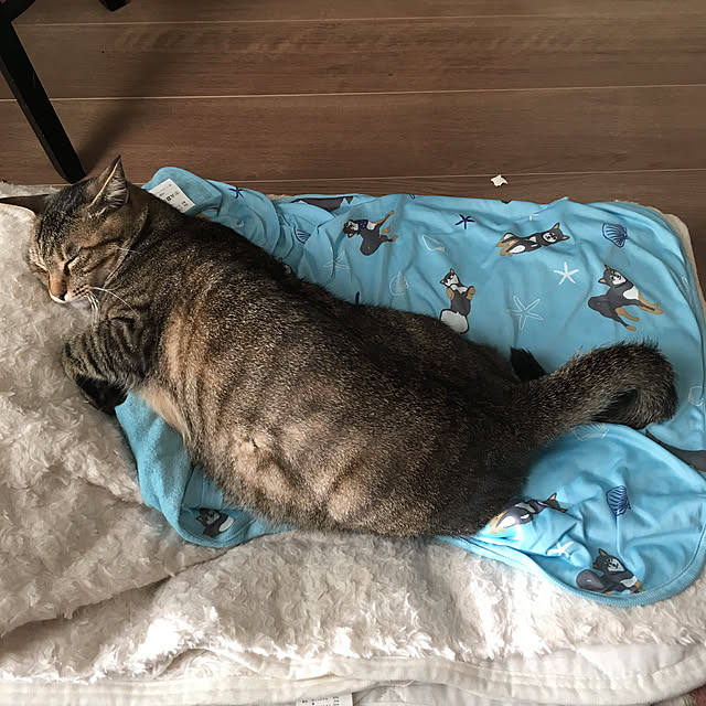 mikomaruさんの実例写真