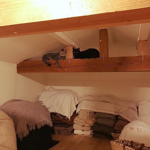 neko-2.2.2runmuさんの実例写真