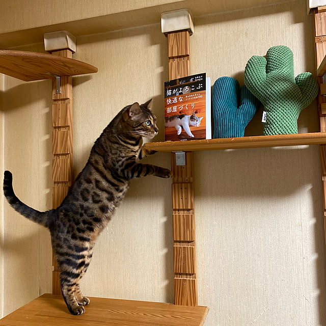 yumuyumuさんの実例写真