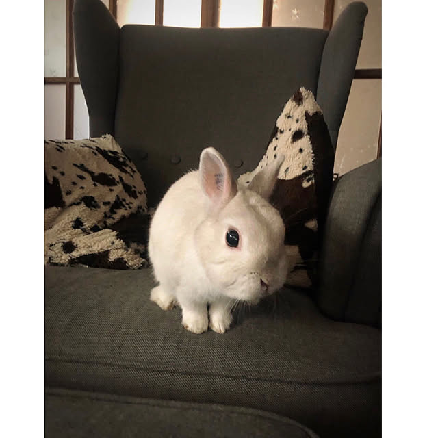 riettaさんの実例写真