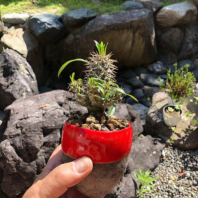 alohalightさんの実例写真