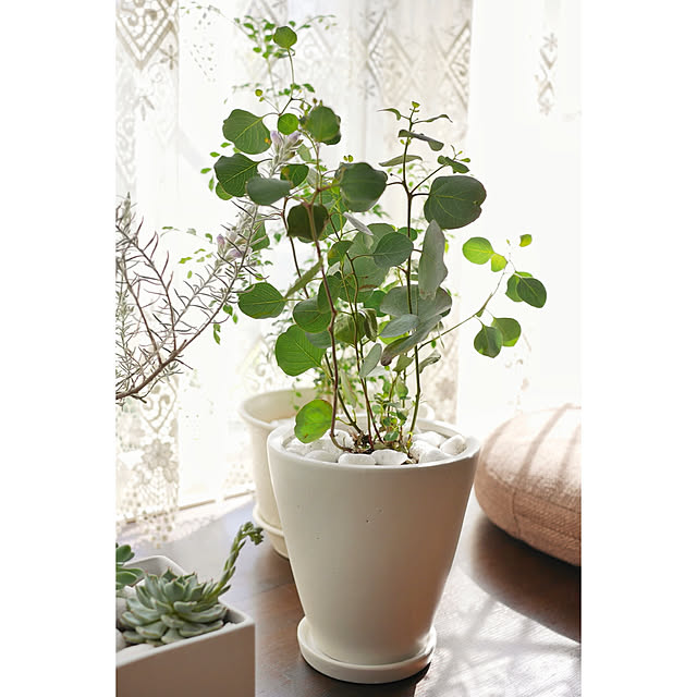 haruisabelさんの実例写真