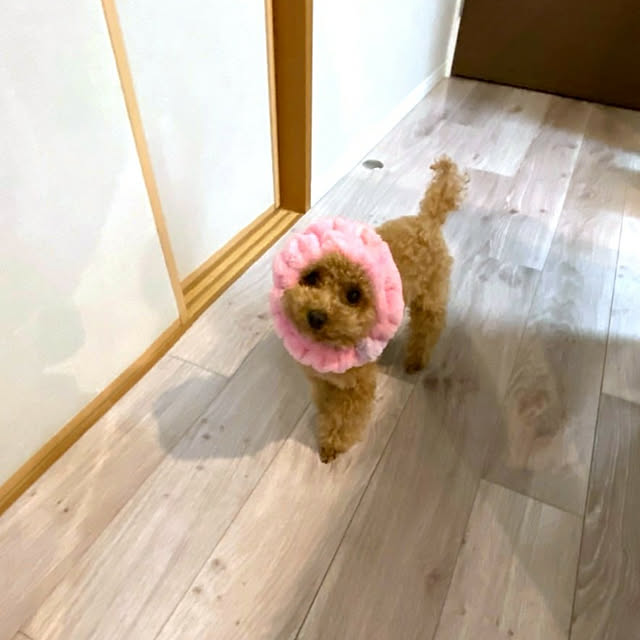 erisavesu4さんの実例写真