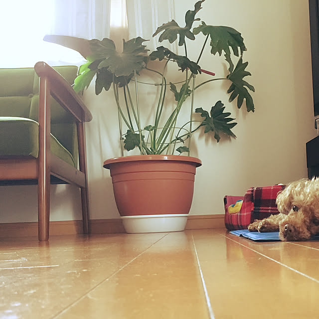 ayuさんの実例写真