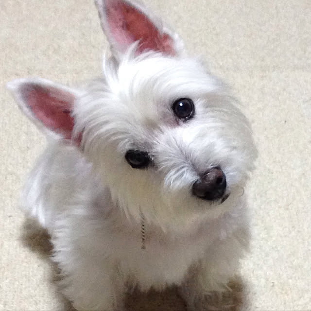 Bikkeさんの実例写真