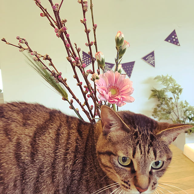 yukitchenさんの実例写真