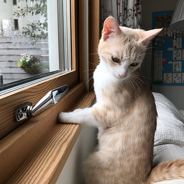 sachiさんの実例写真