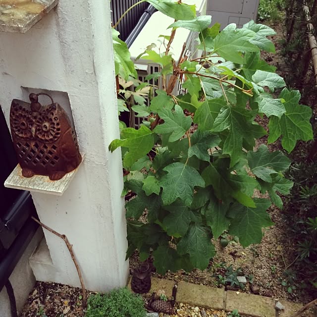 puchitomatoさんの実例写真
