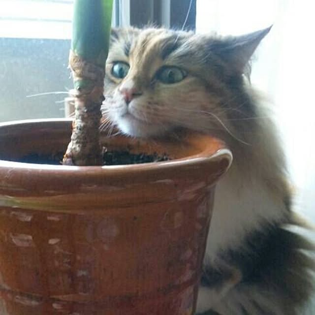 Asakoさんの実例写真