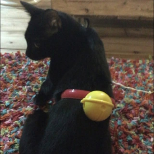 sumisumiさんの実例写真