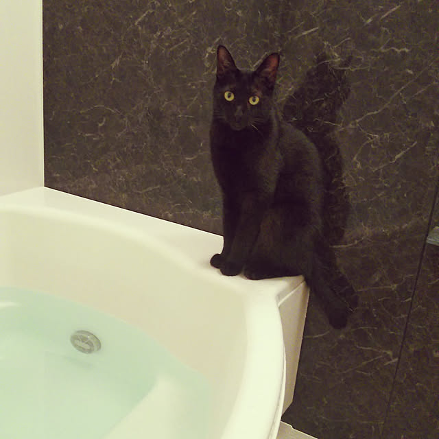 toroankoさんの実例写真