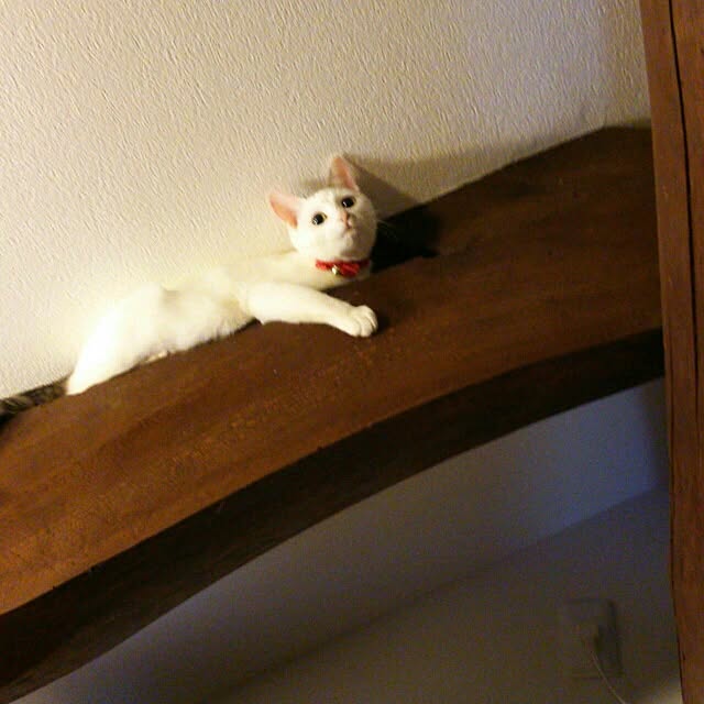 MIYAMIYAさんの実例写真