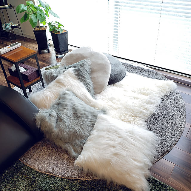 zenoさんの実例写真