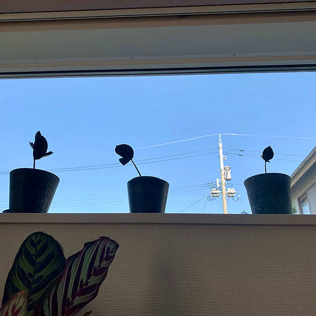 luluさんの部屋