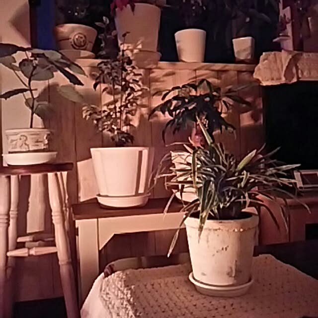 naopyiさんの実例写真