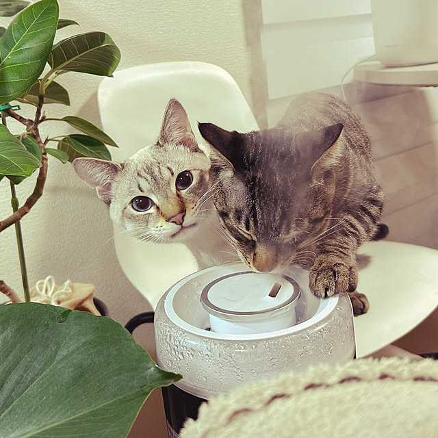 pi-popaさんの部屋