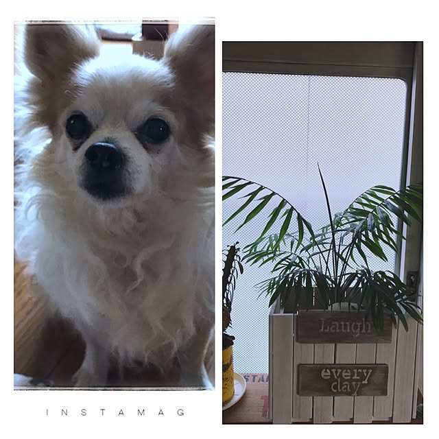 seroriさんの実例写真