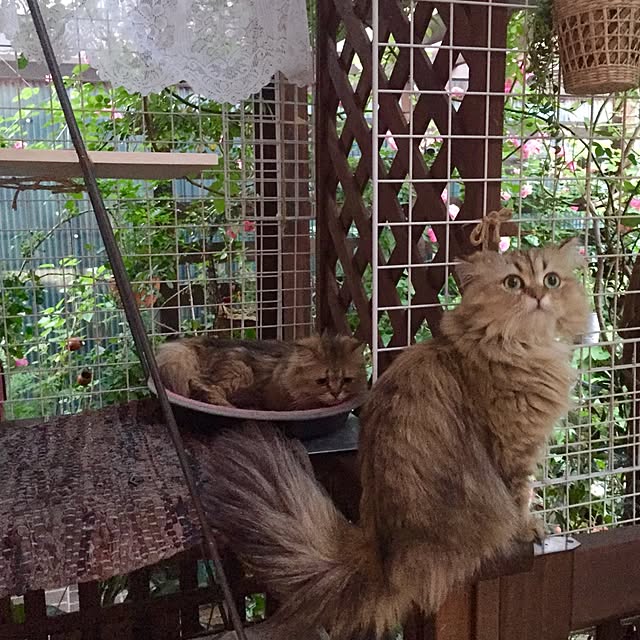 butachanさんの実例写真